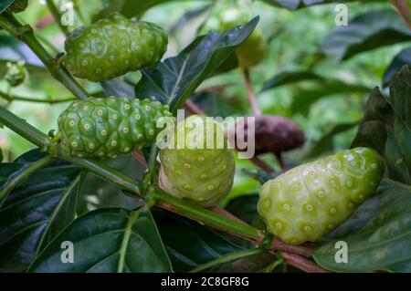 Noni fruit or Morinda Citrifolia on tree. Stock Photo