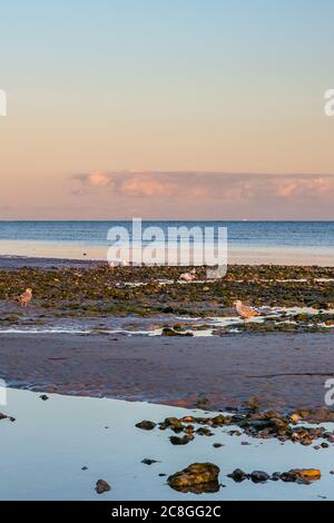 Low tide at sunset, on Worthing beach in West Sussex Stock Photo