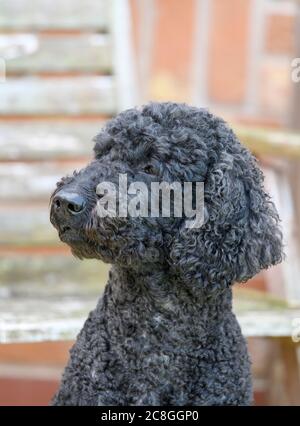 Beautiful curly haired black female Labradoodle dog Stock Photo
