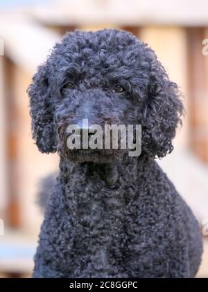 Beautiful curly haired black female Labradoodle dog Stock Photo