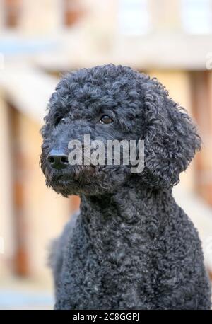 Beautiful curly haired black female Labradoodle dog Stock Photo