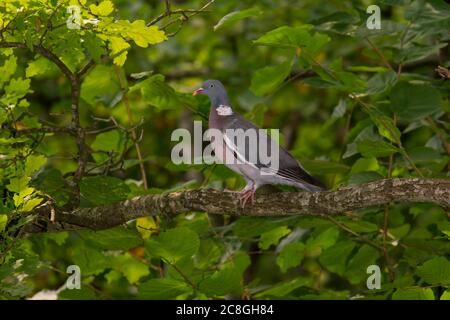 Common wood pigeon (Columba palumbus) sitting on a branch in a tree, Bavaria, Germany Stock Photo