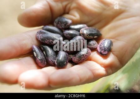 Hand with Scarlet runner beans (Phaseolus coccineus), Bergisches Land, NRW, Germany Stock Photo