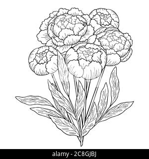 Peony flower graphic black white isolated bouquet sketch illustration vector Stock Vector