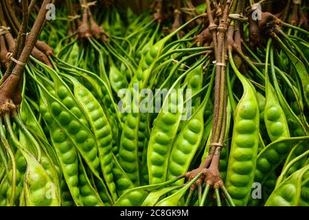 A bunch of fresh ripe green Parkia Speciosa also known as Petai tied t Stock Photo