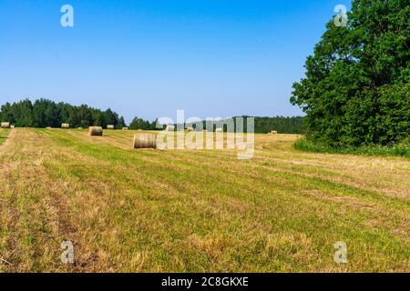 summer field with haystacks in central Russia. cleaning grass for animals Stock Photo