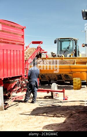 A front end loader being filled with potato seed ready to load into a potato harvester, to be planted in the fertile farm fields of Idaho. Stock Photo