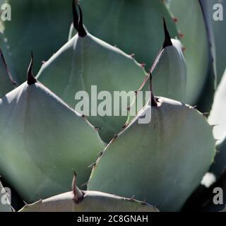 A cactus growing in a Sonoran desert climate. Stock Photo