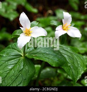 A white trillium flower trillium grandiflorum, blooming in a coastal forest in Oregon. Stock Photo