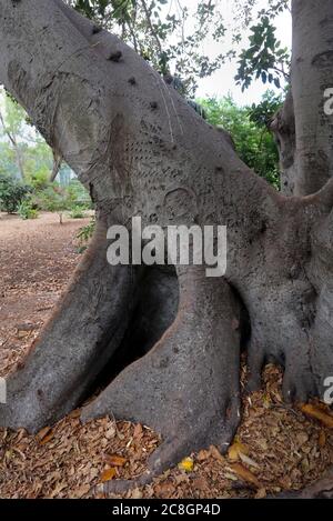 Attard. Malta. San Anton Gardens. Moreton Bay fig (Ficus macrophylla) aka Australian banyan. Stock Photo