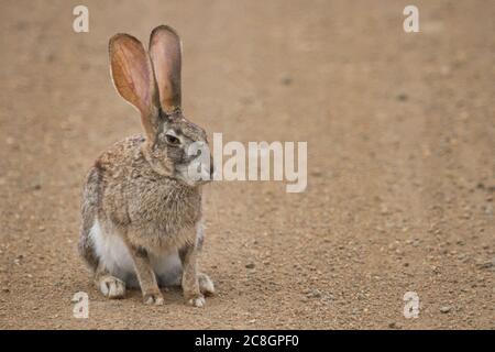 A nervous Scrub Hare listening and watching for danger in a road in Kruger, South Africa with bokeh Stock Photo