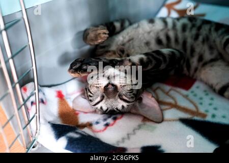 Kitten is sleeping. Carrier for animals. Cornish Rex resting on its back. Stock Photo