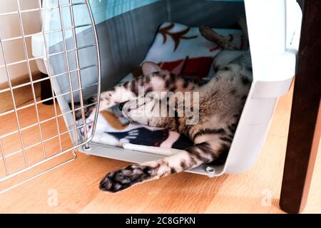 The cat is sleeping. Carrier for animals. Cornish Rex resting on its back. Stock Photo