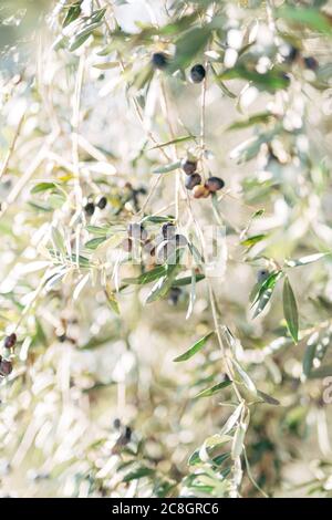 Ripe black olives on the branches of the tree. Stock Photo