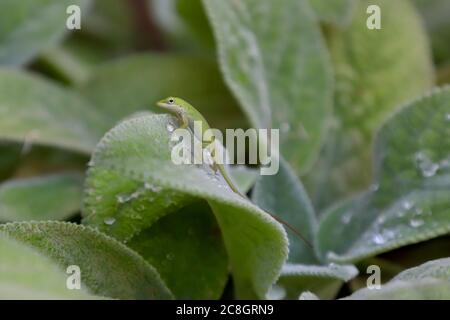 Green anole lizard on lamb's ear leaf with water droplets Stock Photo