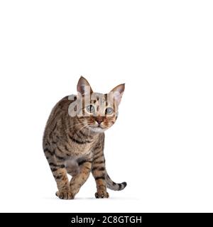 Beautiful golden brown spotted young adult cat, walking towards camera. Looking focussed beside camera with big eyes. Isolated on white background. Stock Photo