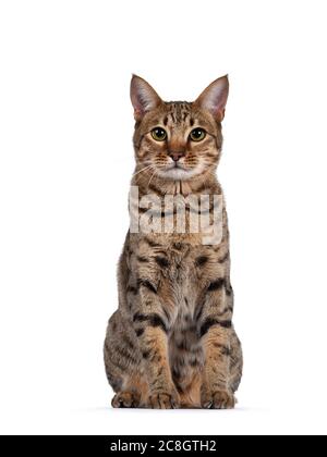 Beautiful golden brown spotted young adult cat, sitting facing front. Looking at camera with big eyes. Isolated on white background. Stock Photo