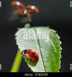 Seven-spot ladybird / seven-spotted ladybug / C-7 (Coccinella septempunctata) on leaf and another seven-spotted ladybird taking off Stock Photo