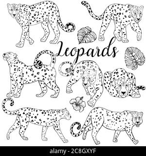Set of hand drawn sketch style leopards and tropical plants isolated on white background. Vector illustration. Stock Vector