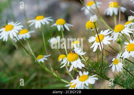 Closeup picture of white and yellow daisy flowers with a bee. Green and blue blurry background Stock Photo