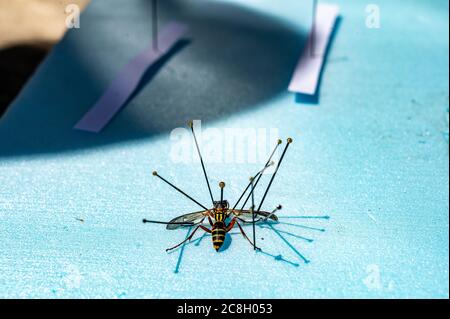 Technique to pin and preserve insects by positioning legs and wings ...