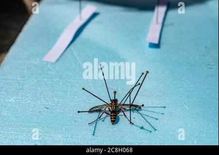 Technique to pin and preserve insects by positioning legs and wings ...