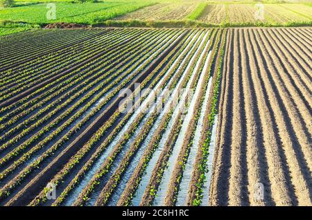 Plantation of young eggplant seedlings is watered through irrigation canals. Caring for plants, growing food. European farm, farming. Agronomy. Agricu Stock Photo