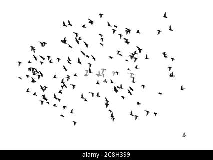 Large flock of birds isolated on white background Stock Photo