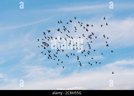 Flock of birds in blue sky Stock Photo