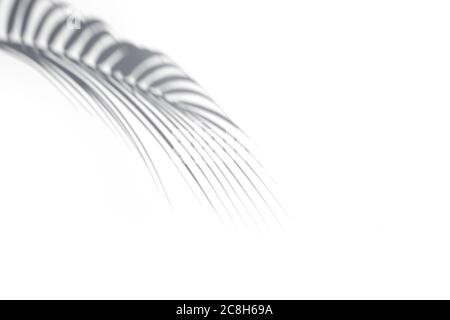 Shadow of palm leaf on white background. Abstract tropical concept. Shadow overlay.  Stock Photo