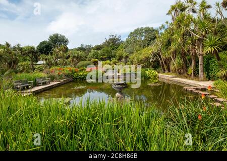 Logan Botanic gardens, Rhins of Galloway, Scotland, UK Stock Photo