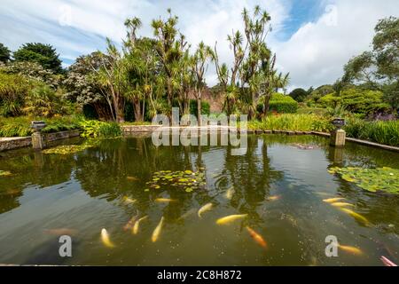 Logan Botanic gardens, Rhins of Galloway, Scotland, UK Stock Photo