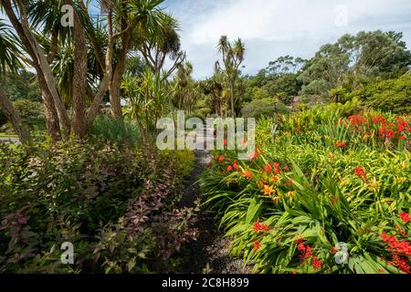 Logan Botanic gardens, Rhins of Galloway, Scotland, UK Stock Photo