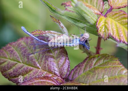 Common Candy-striped spider with azure damselfly prey.