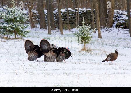 Male Eastern Wild Turkeys displaying for a hen during the spring mating season in Pennsylvania’sPocono Mountains Stock Photo