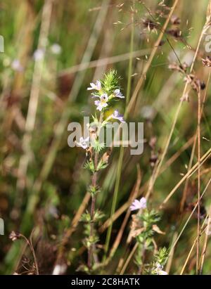 The small wildflower herb drug eyebright Euphrasia stricta Stock Photo
