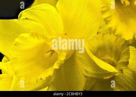 Yellow Narcissus Flower (Narcissus pseudonarcissus) Stock Photo