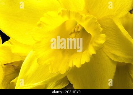 Yellow Narcissus Flower (Narcissus pseudonarcissus) Stock Photo