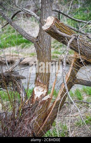 Tree Damage by Beaver (Castor canadensis) Stock Photo