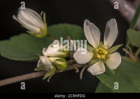 Flowers of the Saskatoon Serviceberry (Amelanchier alnifolia) Stock Photo