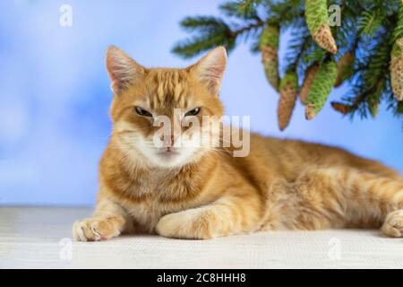 Red cat is looking at the camera. Pictures of cats, cat eyes, cute cat. Russian cat on the background of Christmas. New year concept. Copyspace. Stock Photo