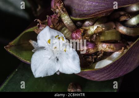 Flower of Boatlily or Moses-in-the-Cradle (Tradescantia spathacea) Stock Photo