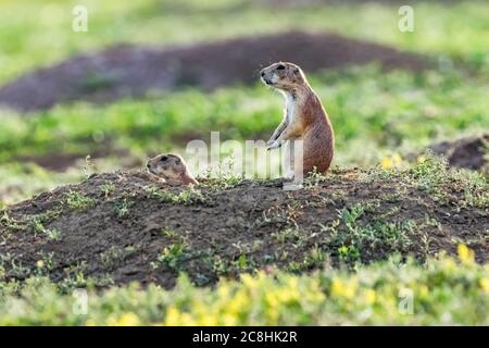 Black-tailed Prairie Dog, Cynomys ludovicianus, in Theodore Roosevelt National Park, South Unit, in North Dakota, USA