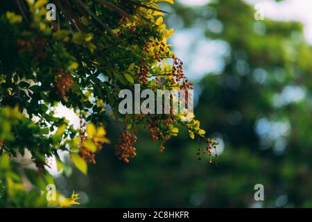 Orange dewdrop or Pigeon Berry, fruit buds. Fruit is a small round orange shape. Flowering shrub grows as an ornamental plant in the tropics. Duranta Stock Photo