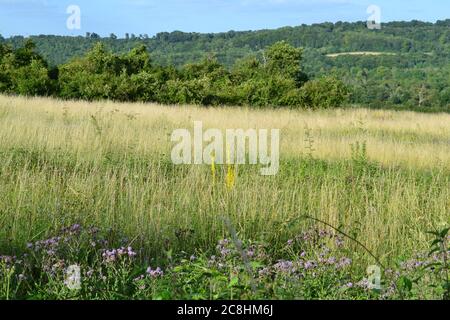 Cereal fields and hedgerow plants in the Darent Valley near Otford, Kent, England, in high summer. Blue sky and beautiful landscape Stock Photo