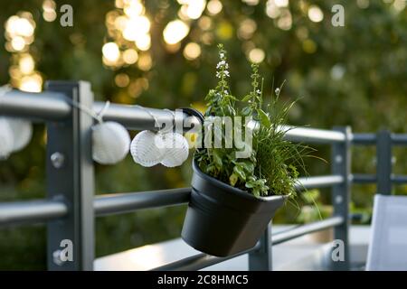 Balcony herbs in plastic pot attached to railing Stock Photo
