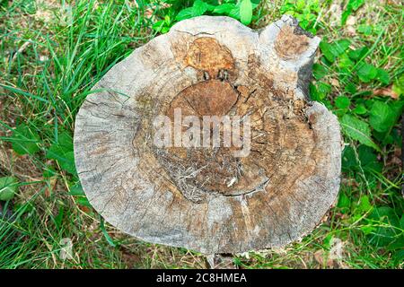 rotten tree stump surface with cracks Stock Photo