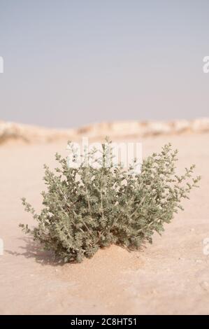Dry desert vegetation in the eastern desert of the Badia region, Wadi Dahek, Hashemite Kingdom of Jordan. Stock Photo