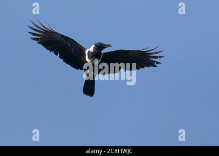 Collared Crow (Corvus torquatus) adult in flight with blue sky back ground, Nam Sang Wai fishponds, Deep Bay, Hong Kong, China 17th November 2019 Stock Photo