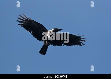 Collared Crow (Corvus torquatus) adult in flight with blue sky back ground, Nam Sang Wai fishponds, Deep Bay, Hong Kong, China 17th November 2019 Stock Photo